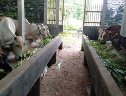 Mengenal Komunitas Usaha Peternak Sapi di Desa Tanjungrejo Margoyoso Pati