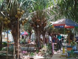 Agro Wisata Kelapa Kopyor Kenanti: Destinasi Edukasi dan Kuliner di Pati yang Semakin Populer