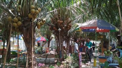 Agro Wisata Kelapa Kopyor Kenanti: Destinasi Edukasi dan Kuliner di Pati yang Semakin Populer